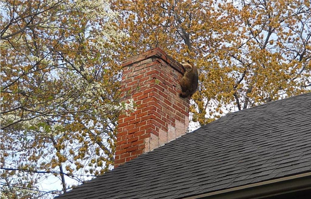 Alamo Chimney Sweepers Cleaning | San Antonio offering chimney services in San Antonio